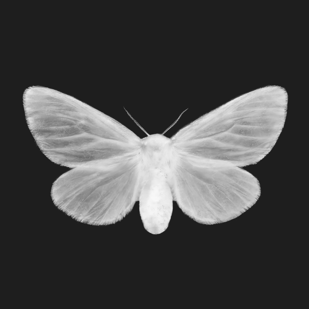 White moth study